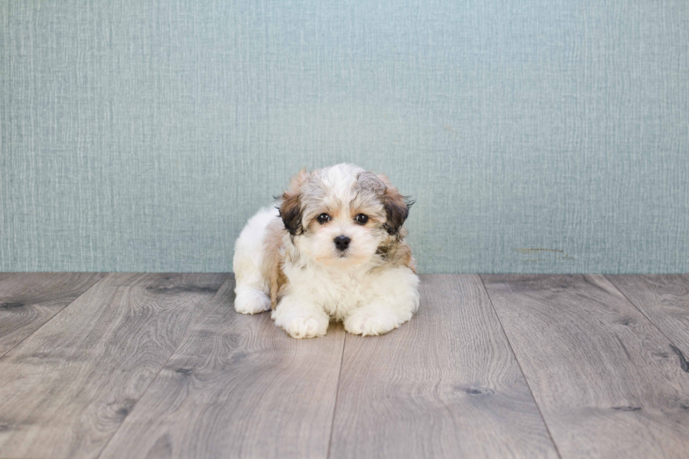 Sweet Havanese Purebred Puppy