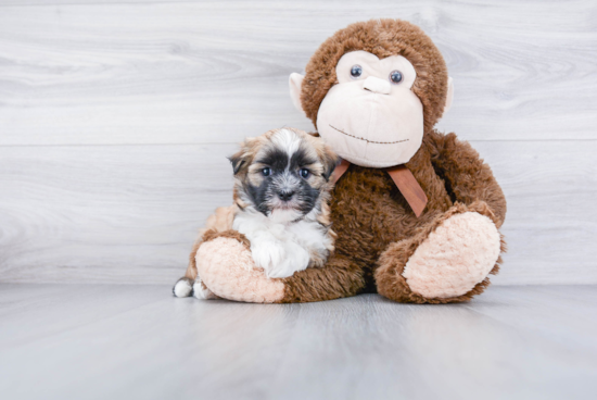 Havanese Pup Being Cute