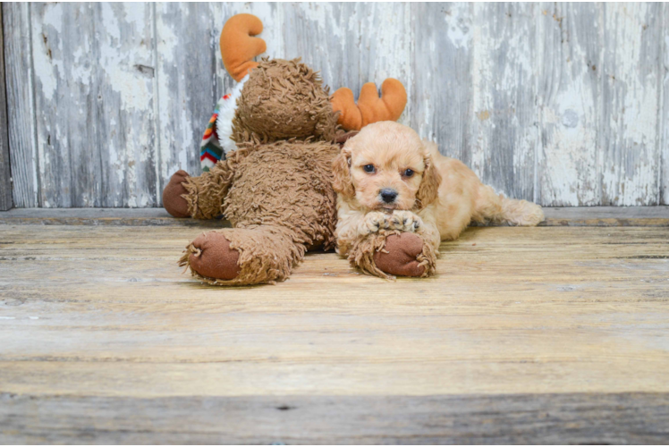 Best Cavachon Baby