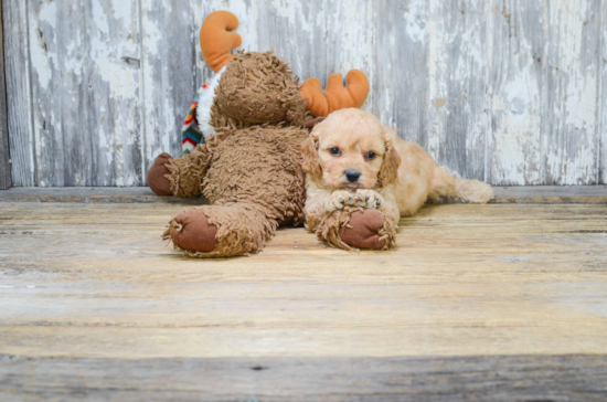 Best Cavachon Baby