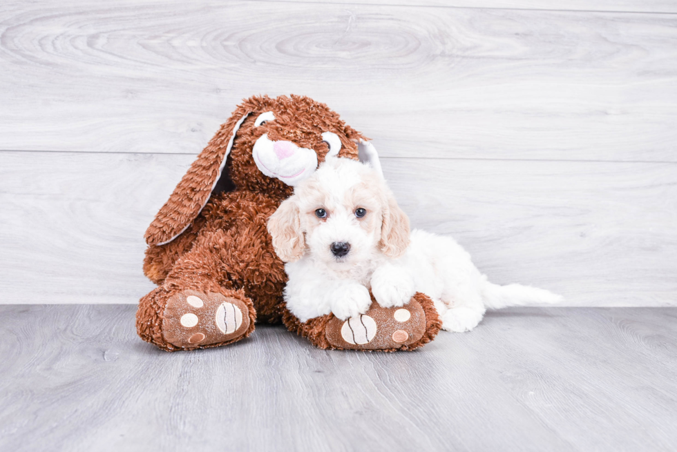 Happy Mini Goldendoodle Baby