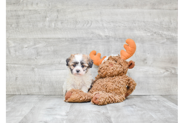 Teddy Bear Pup Being Cute