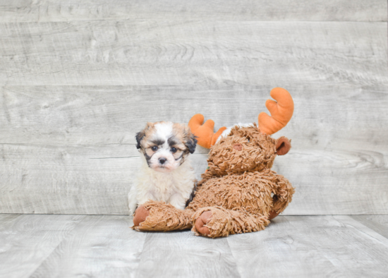 Teddy Bear Pup Being Cute