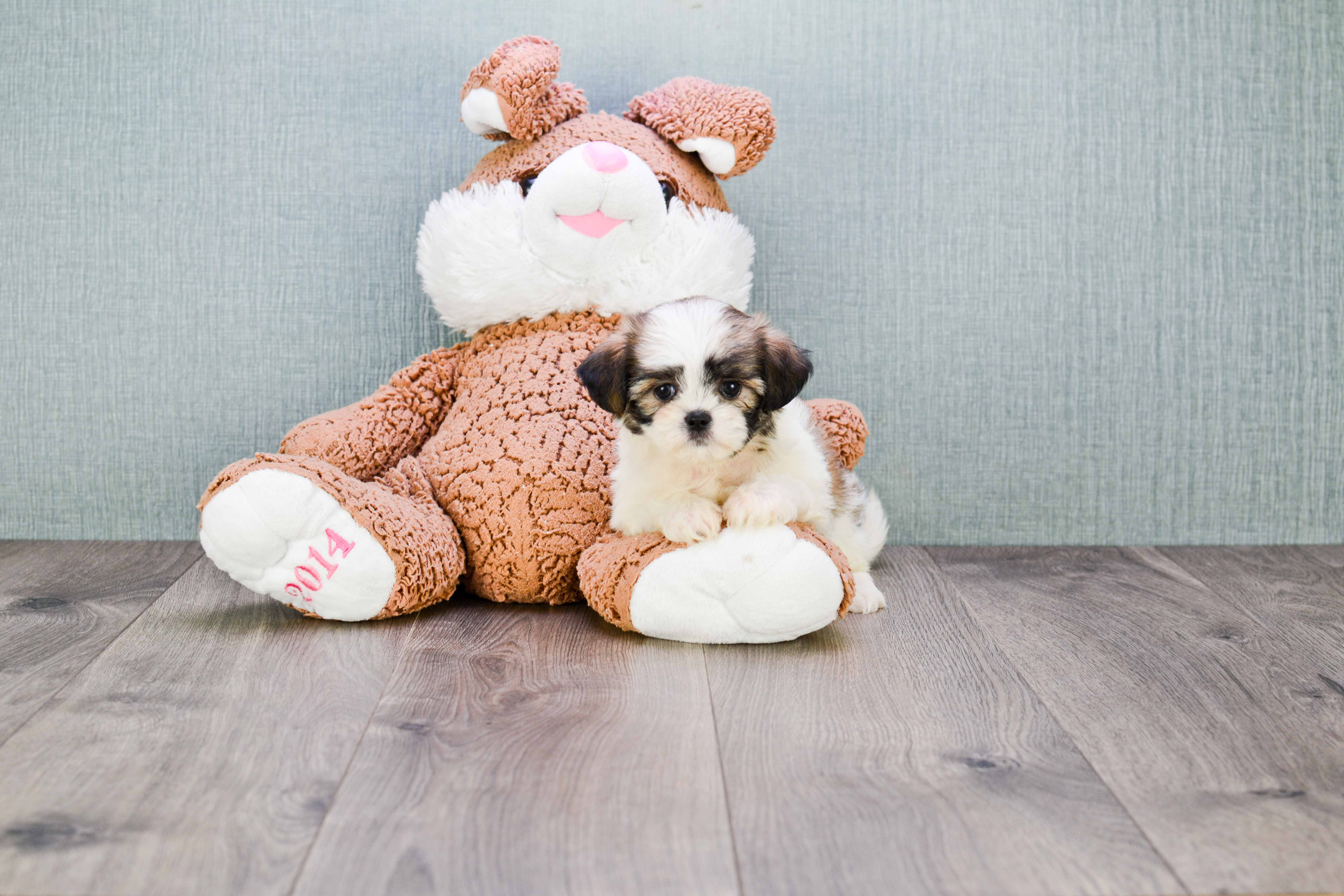 Best Teddy Bear Baby