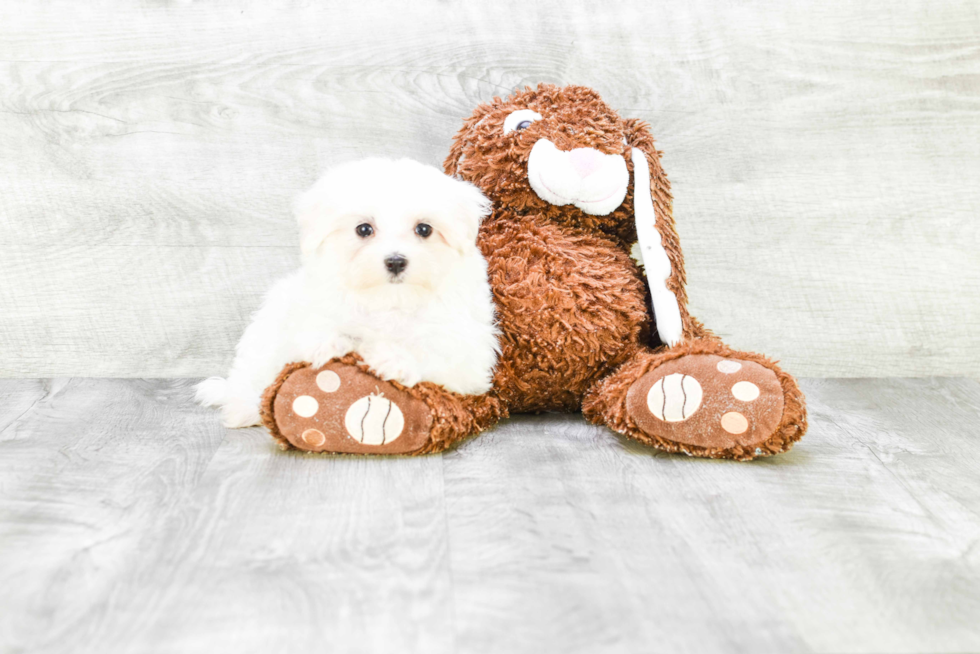 Maltese Pup Being Cute