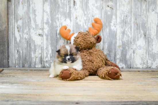 Adorable Pomeranian Purebred Puppy