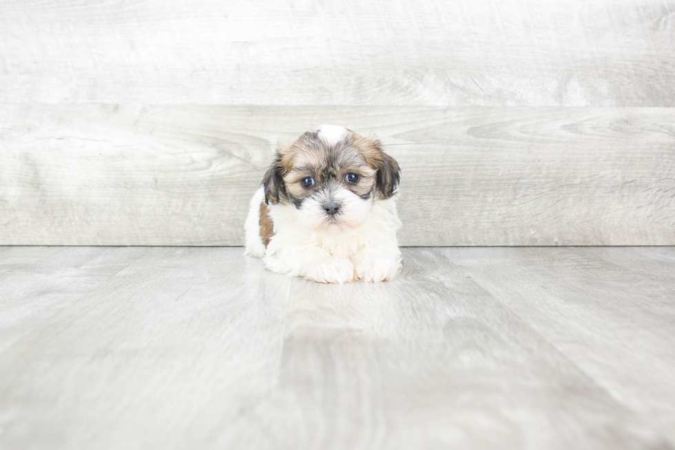 Teddy Bear Puppy for Adoption