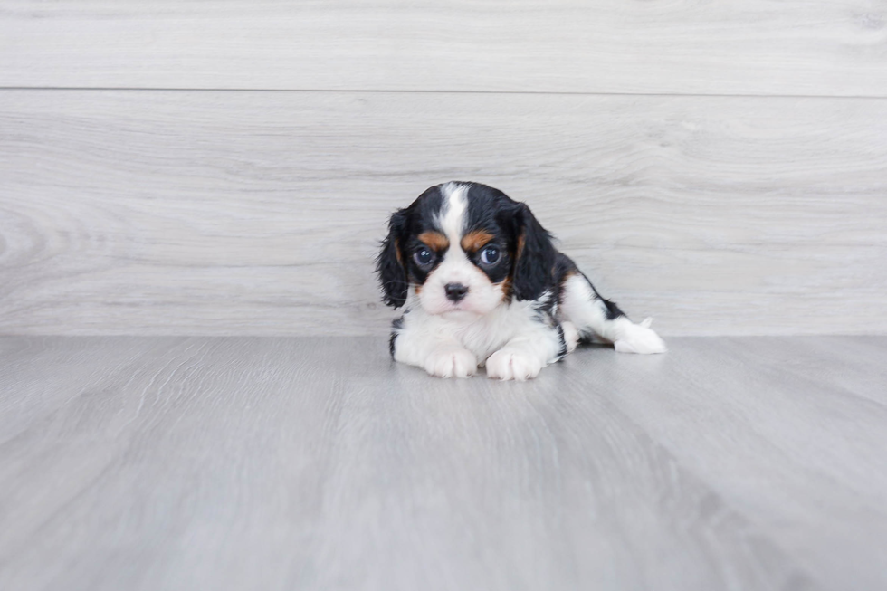 Cavalier King Charles Spaniel Pup Being Cute