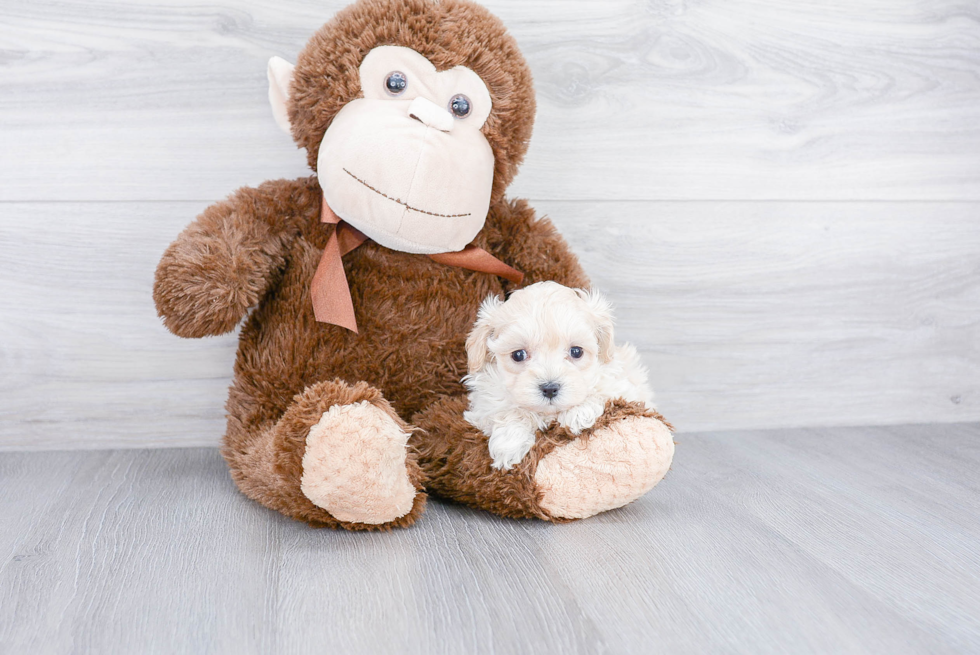 Maltipoo Pup Being Cute