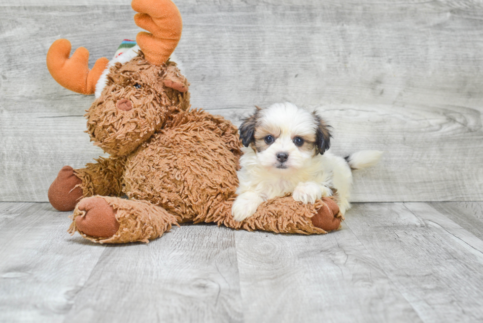 Cute Teddy Bear Baby