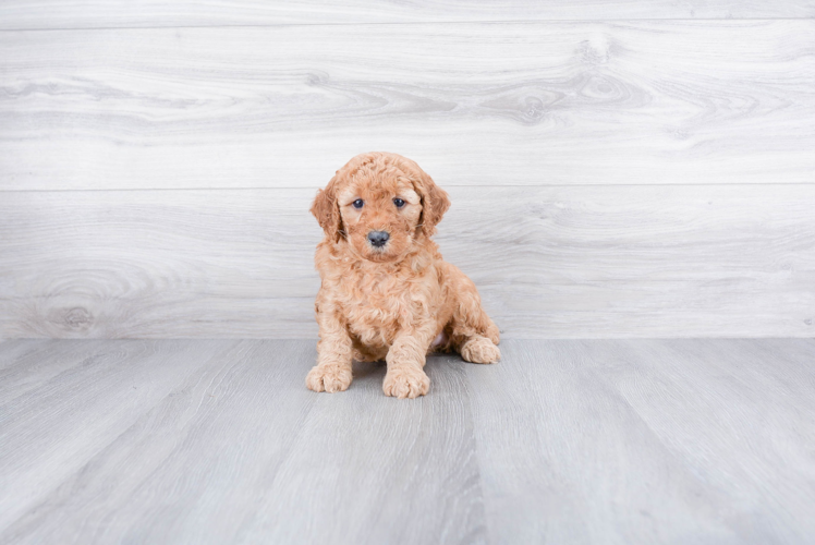 Mini Goldendoodle Pup Being Cute