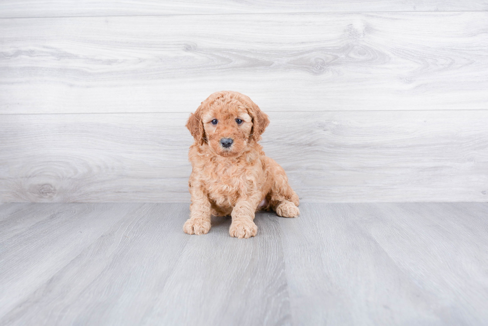 Mini Goldendoodle Pup Being Cute