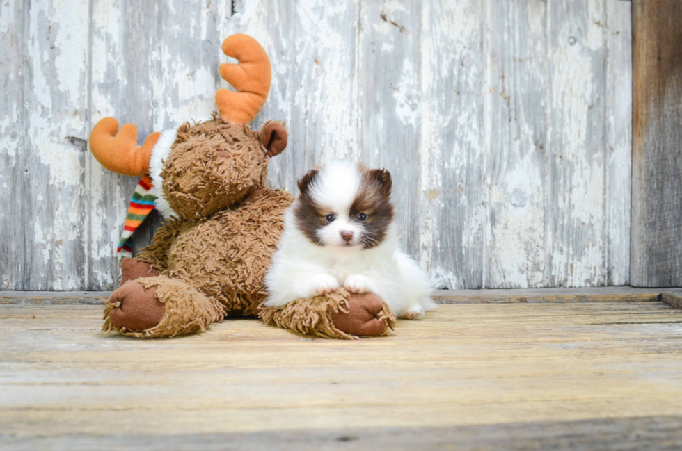 Best Pomeranian Baby