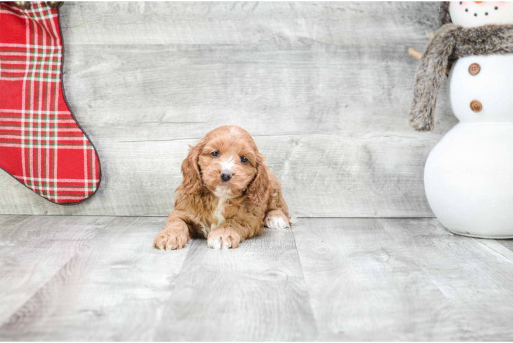 Cute Cockapoo Baby