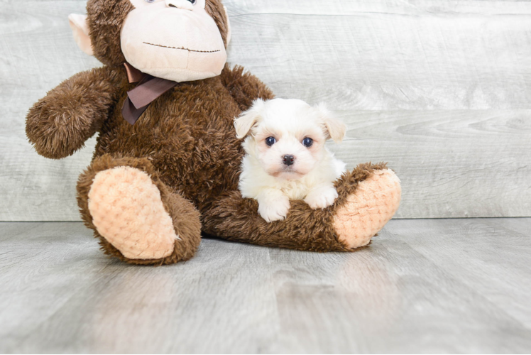 Best Havanese Baby