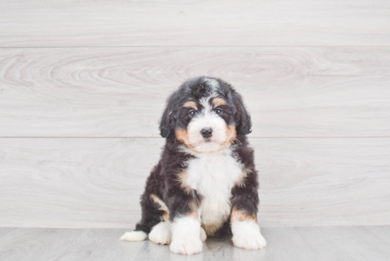 Adorable Bernadoodle Poodle Mix Puppy