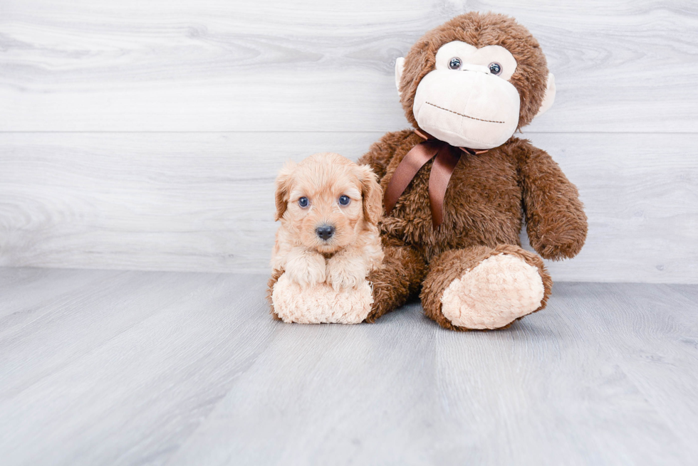 Energetic Cavoodle Poodle Mix Puppy