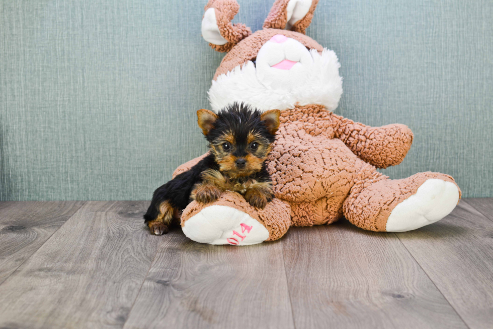 Meet Heidi - our Yorkshire Terrier Puppy Photo 