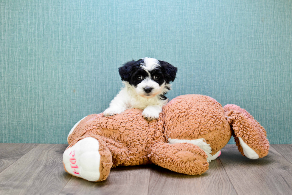 Best Havanese Baby