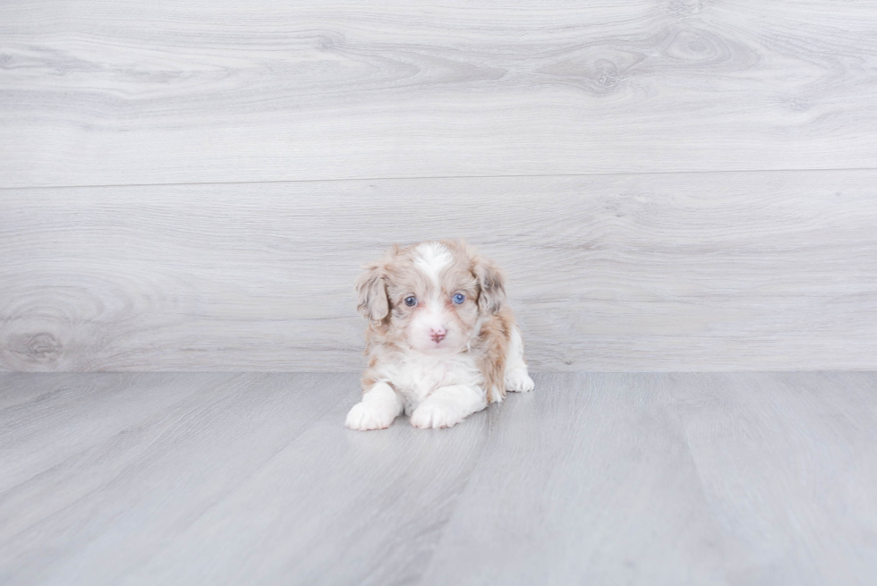 Friendly Mini Aussiedoodle Baby