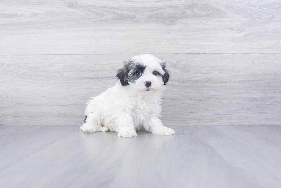 Playful Havanese Baby