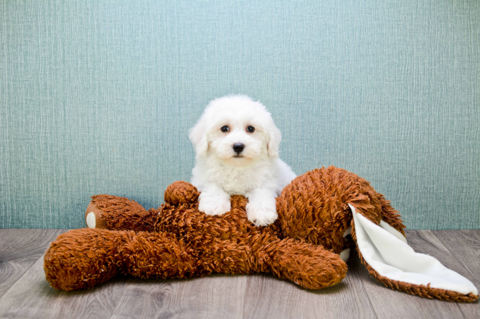 Maltipoo Pup Being Cute