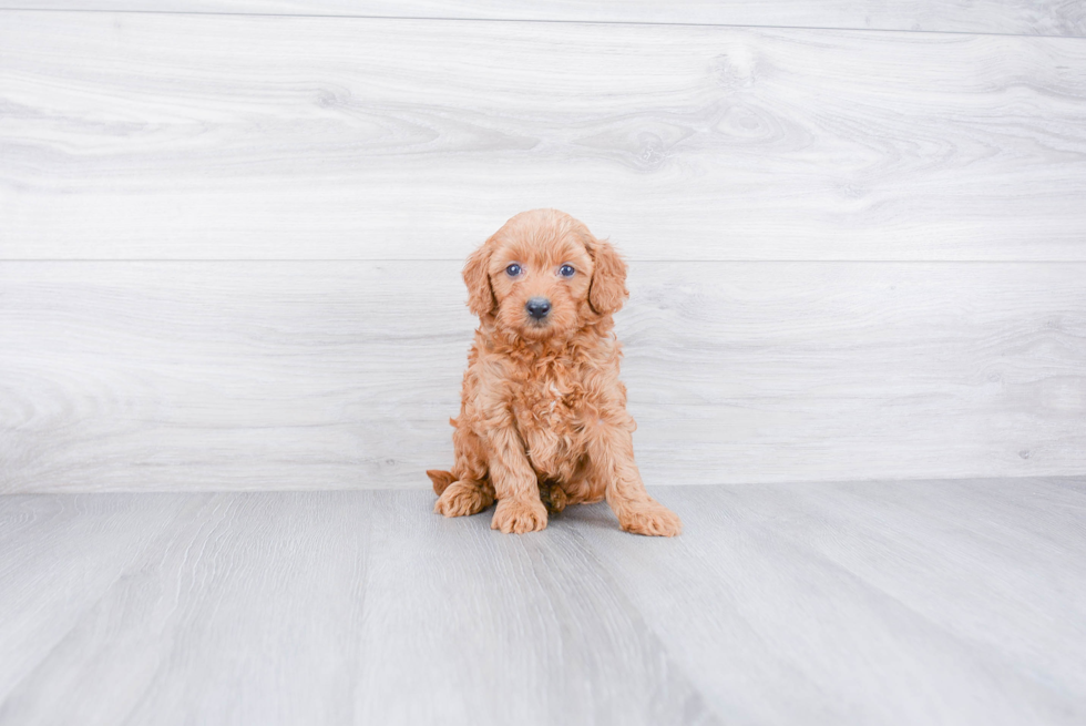 Fluffy Mini Goldendoodle Poodle Mix Pup