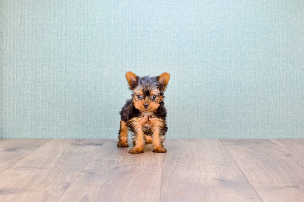 Meet Simon - our Yorkshire Terrier Puppy Photo 