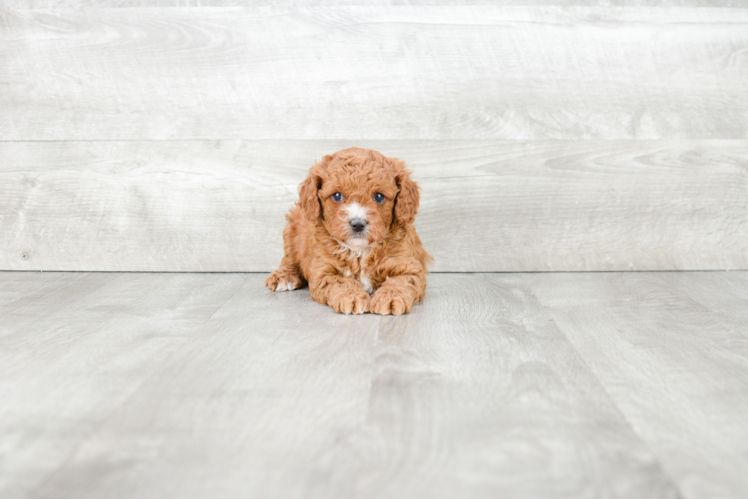 Best Cavapoo Baby