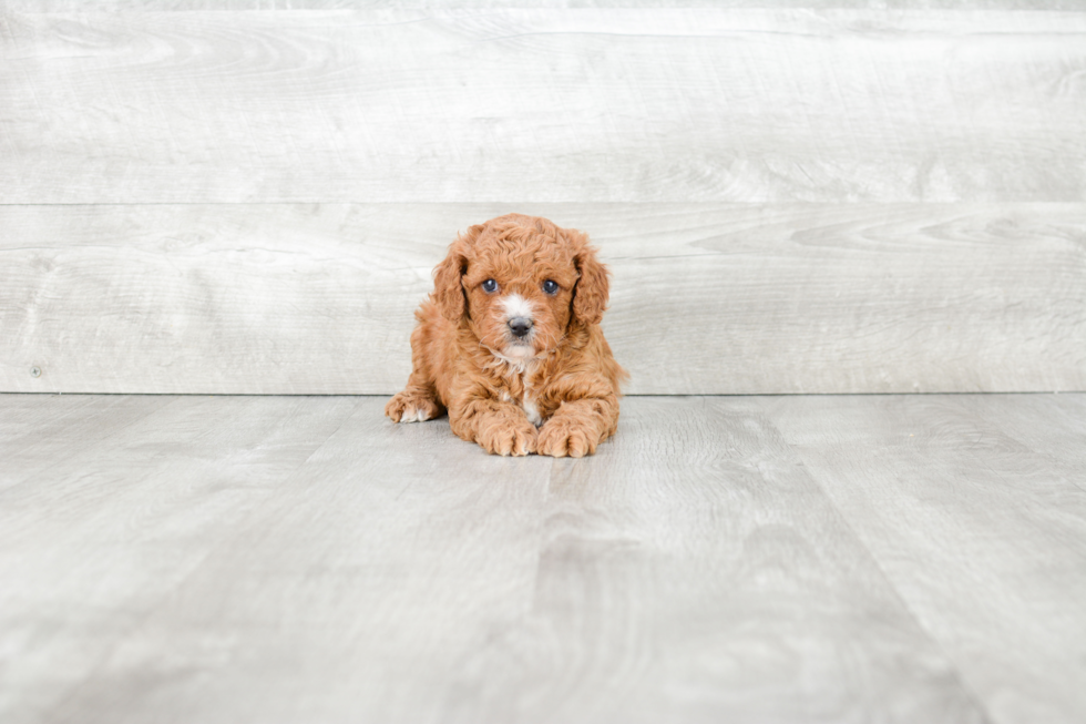 Best Cavapoo Baby