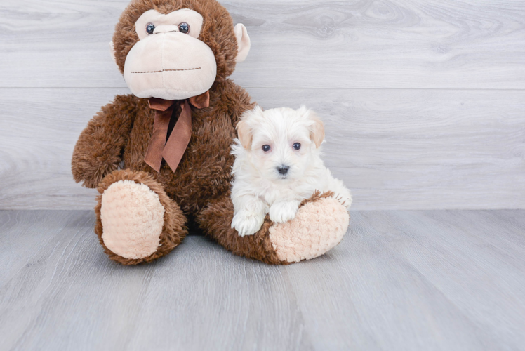 Little Maltese Poodle Poodle Mix Puppy