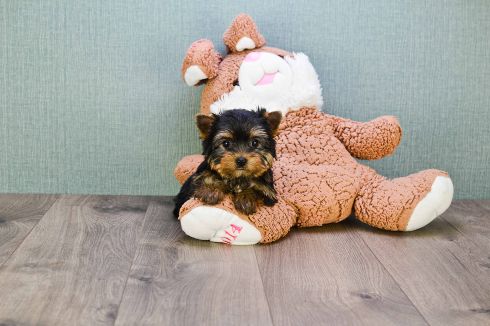 Meet Tinkerbell - our Yorkshire Terrier Puppy Photo 