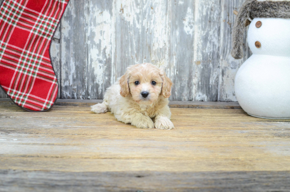 Cavapoo Puppy for Adoption