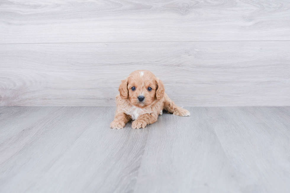 Smart Cavapoo Poodle Mix Pup