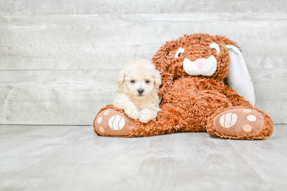 Happy Maltipoo Baby