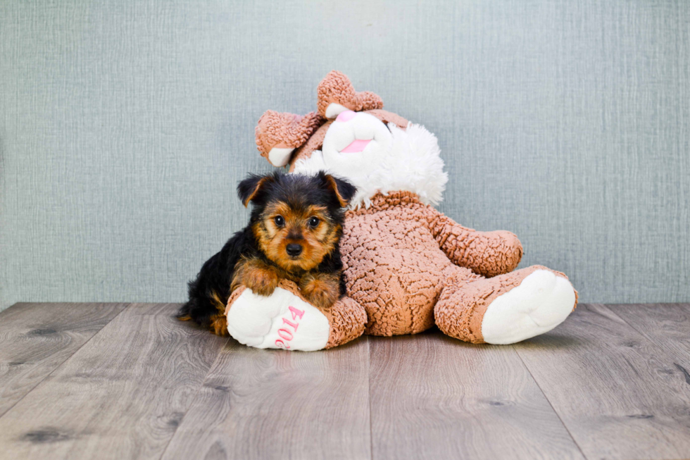 Meet Joey - our Yorkshire Terrier Puppy Photo 