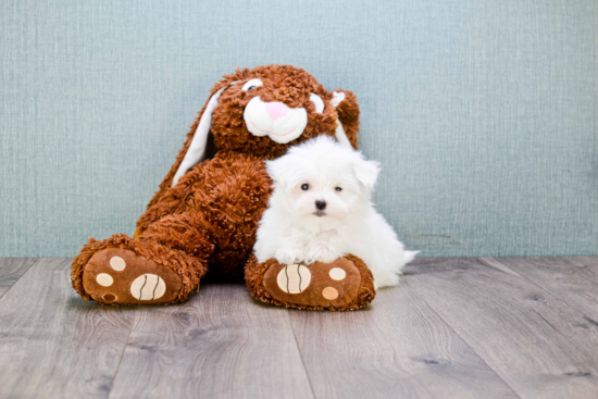 Akc Registered Maltese Baby