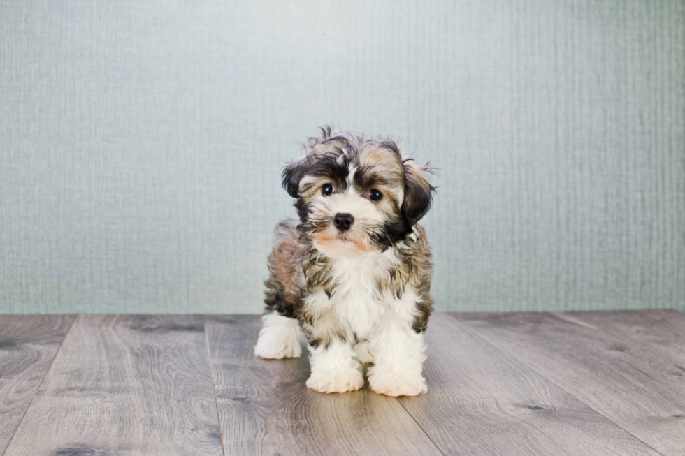 Small Havanese Baby