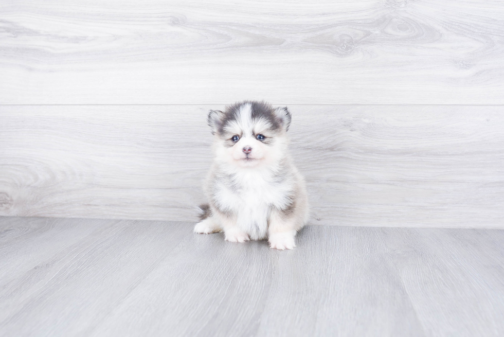 Best Pomsky Baby