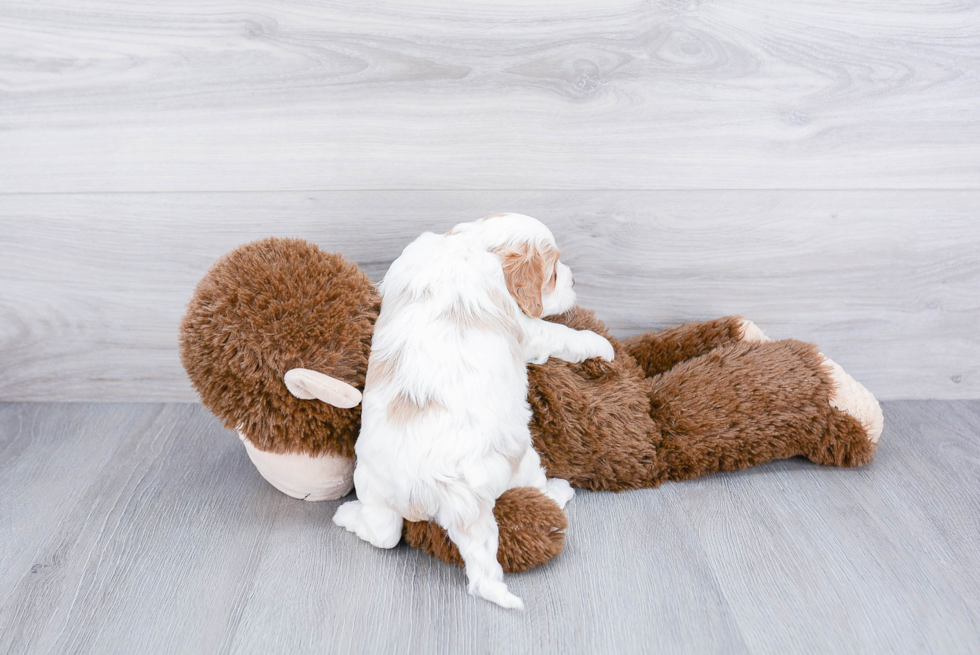 Friendly Cavapoo Baby