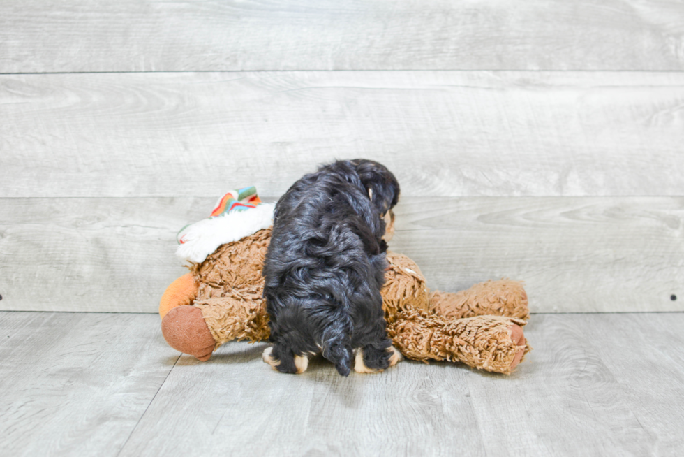 Playful Yorkie Designer Puppy