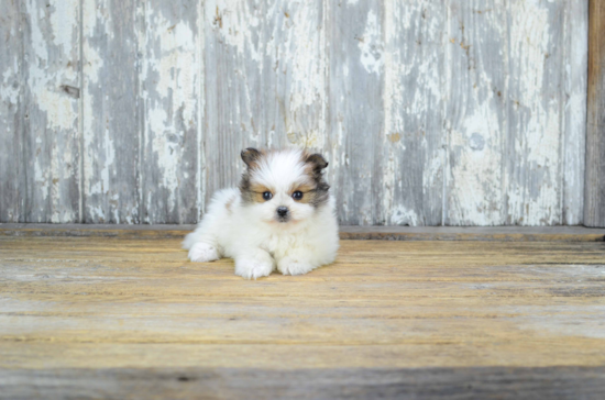 Cute Maltipom Baby