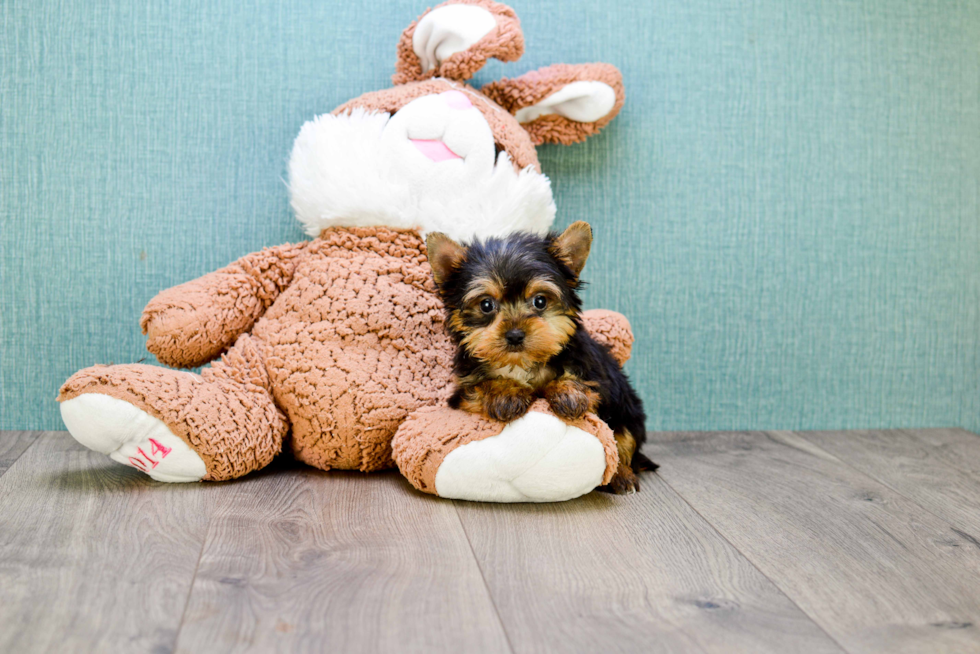 Meet Beckham - our Yorkshire Terrier Puppy Photo 