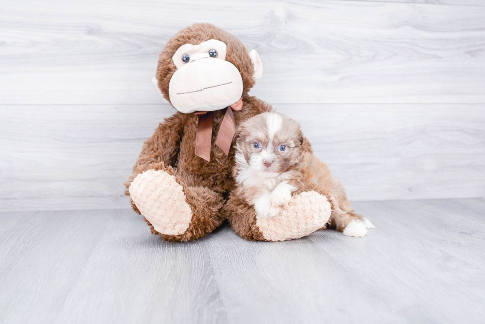 Playful Shichon Designer Puppy