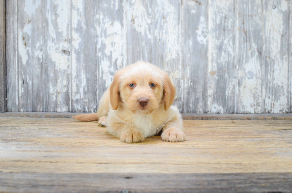 Funny Mini Labradoodle Poodle Mix Pup