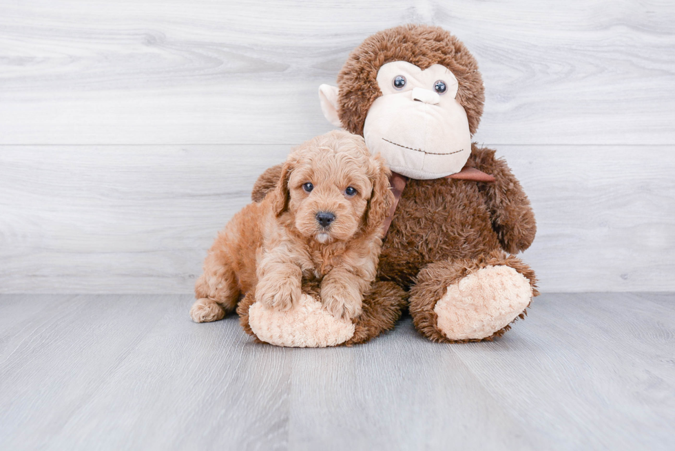 Cute Cockapoo Baby