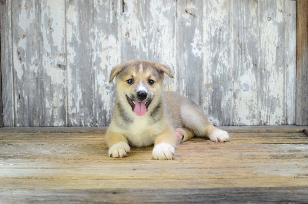 Cute Pomsky Baby