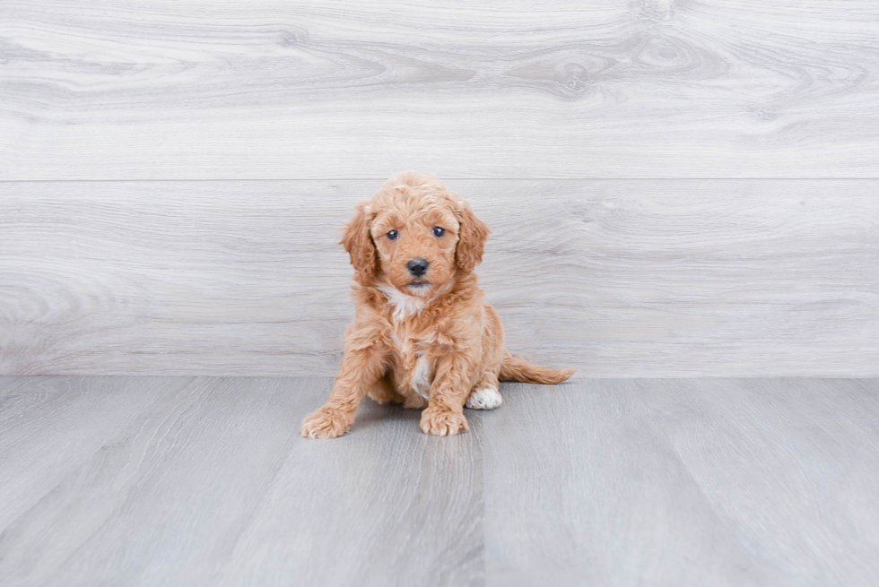 Mini Goldendoodle Puppy for Adoption