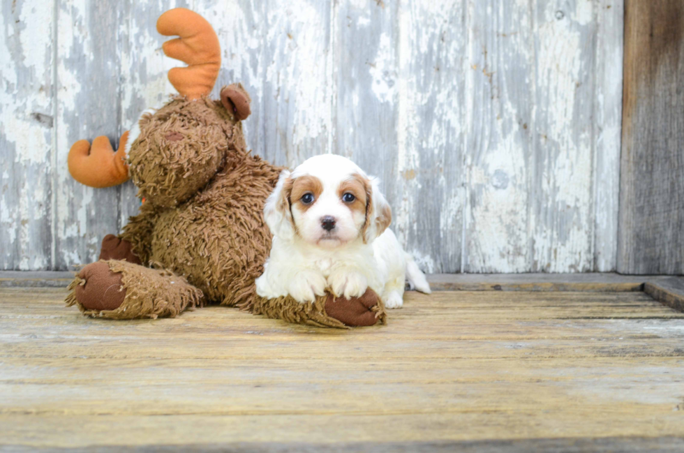 Best Cavachon Baby