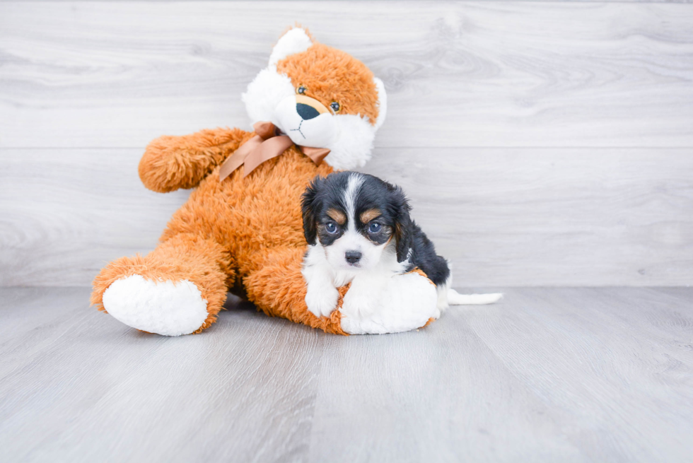 Best Cavalier King Charles Spaniel Baby